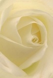 Drawn into the creamy heart of this white rose, it feels as if you are surrounded by gentle petals, each delicately layered and softly luminous under natural light-akin to the peaceful aura that floats over Carshalton's parks at dawn. The spiraling petals, with their fine, almost imperceptible veins, invite the imagination to linger and explore their feather-light texture, much like wandering the village's secret gardens. Subtle shadows tuck between folds, adding quiet depth and a touch of drama, echoing the soothing peace found by the Water Tower or along Lavender Fields. This timeless bloom becomes the purest of symbols: ideal for showing sympathy, for fresh beginnings, or to mark milestones that matter deeply within the community. The artistry in its arrangement-patient, precise, full of care-reflects the expert hands and attentive hearts found at Carshalton Florist, where every rose becomes part of a story, a memory, or a gentle act of kindness.